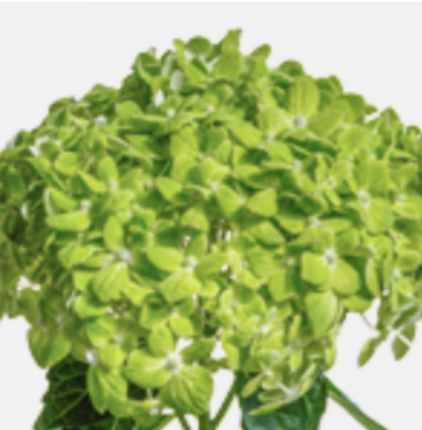 Hydrangea Emerald Green - Premium